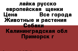 лайка русско-европейская (щенки) › Цена ­ 5 000 - Все города Животные и растения » Собаки   . Калининградская обл.,Приморск г.